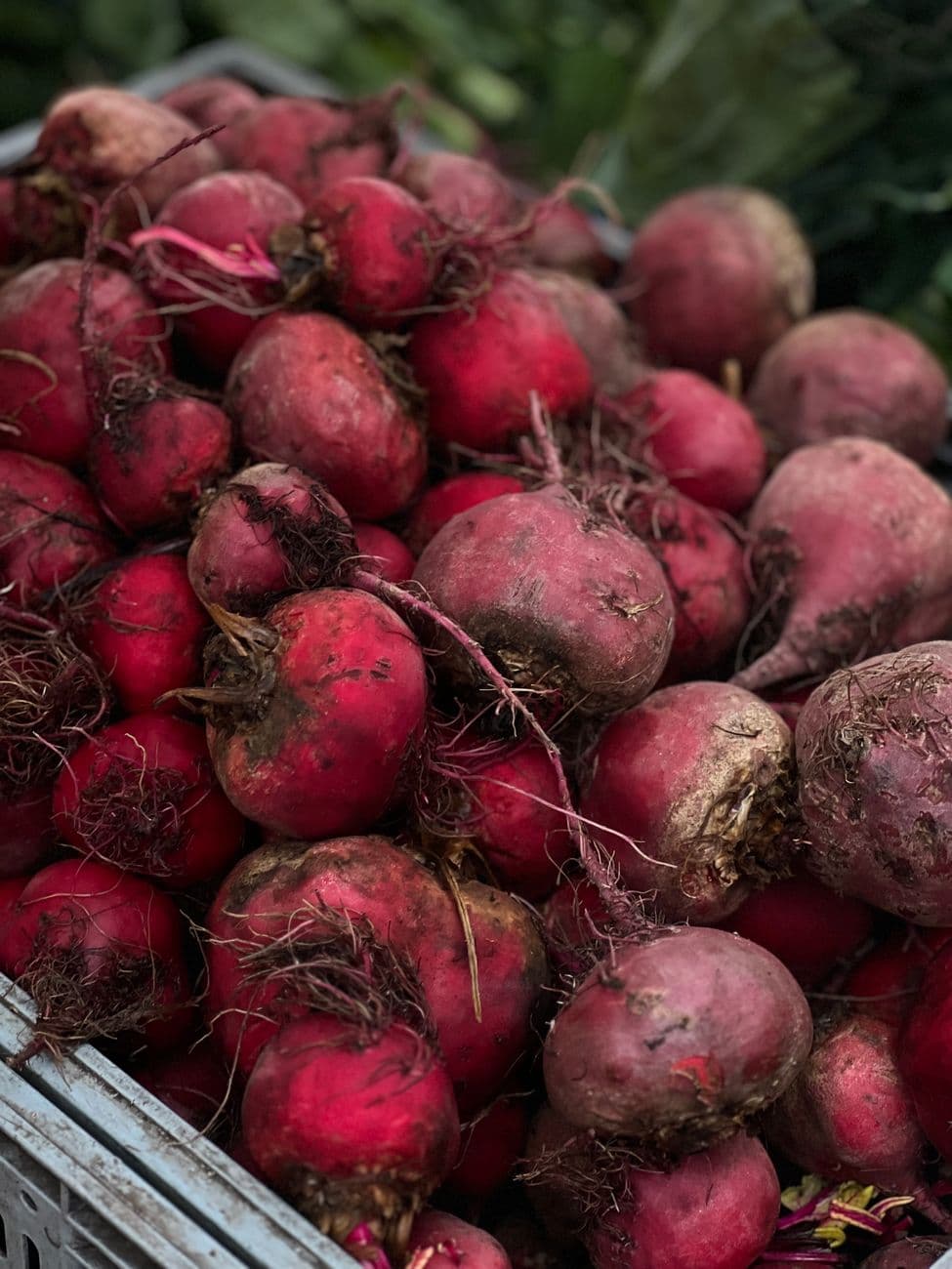 Fresh Beetroot