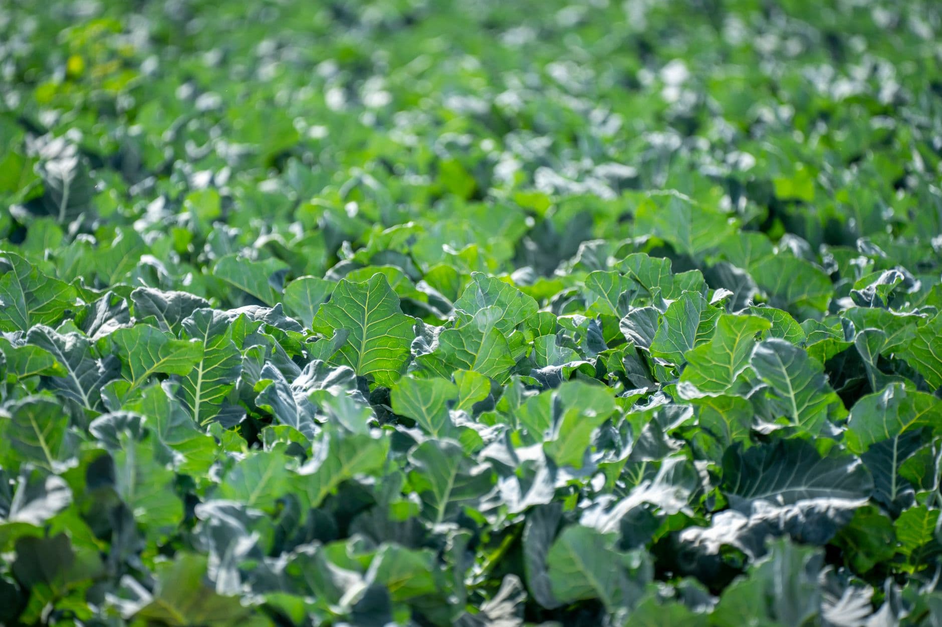 Organic Broccoli