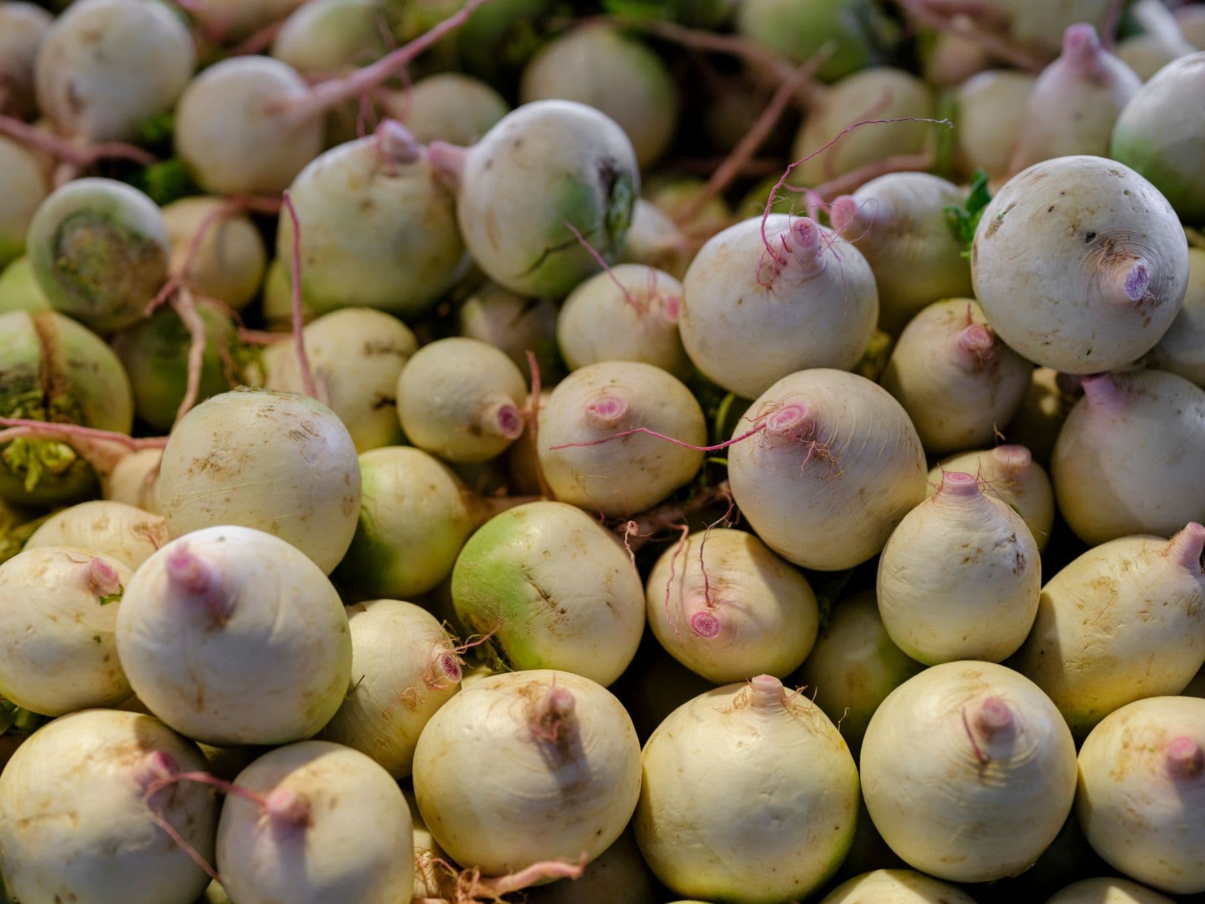 White Radish