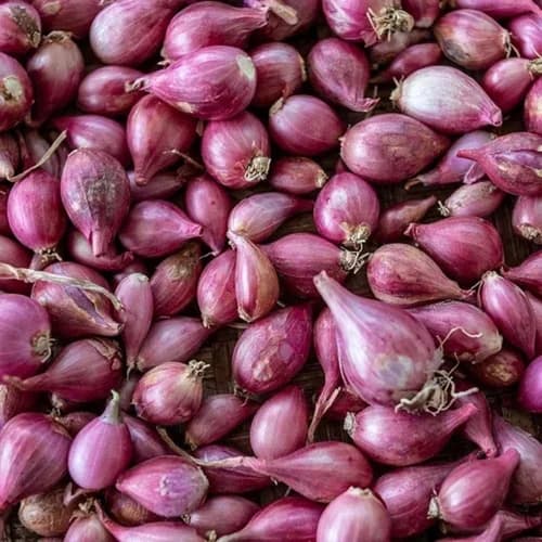 Shallot Onion