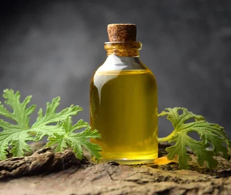 Citronella Oil