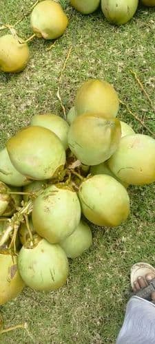 Tender coconut
