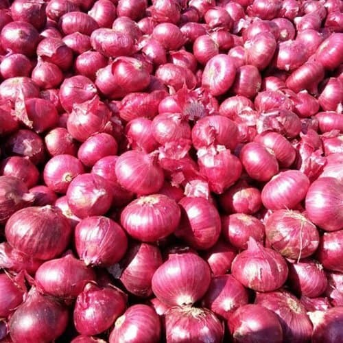 Onion