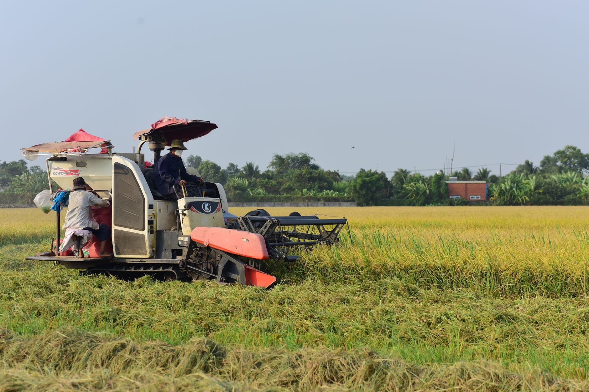 Paddy Combine Harvester