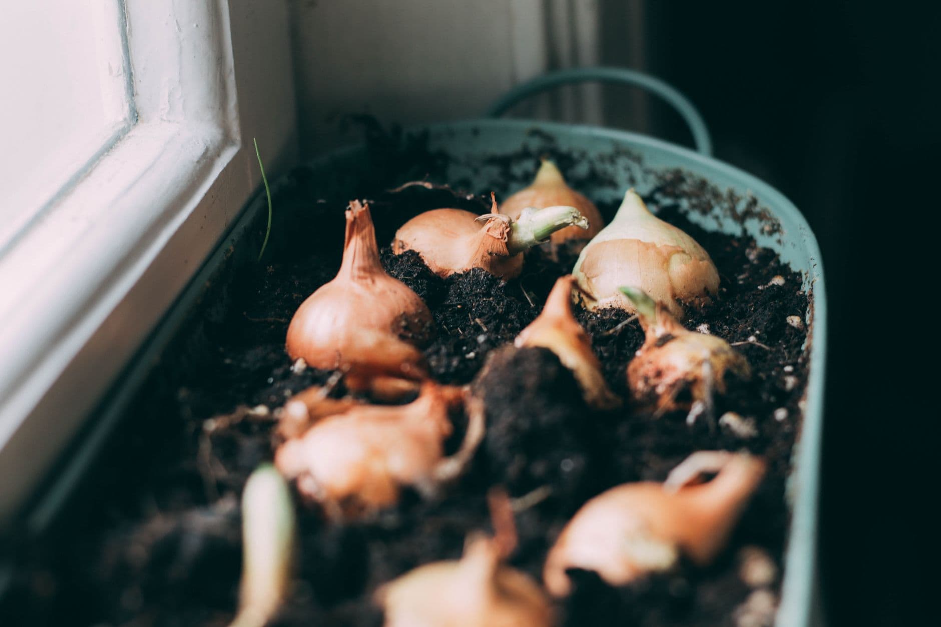 Onion Seed Planter
