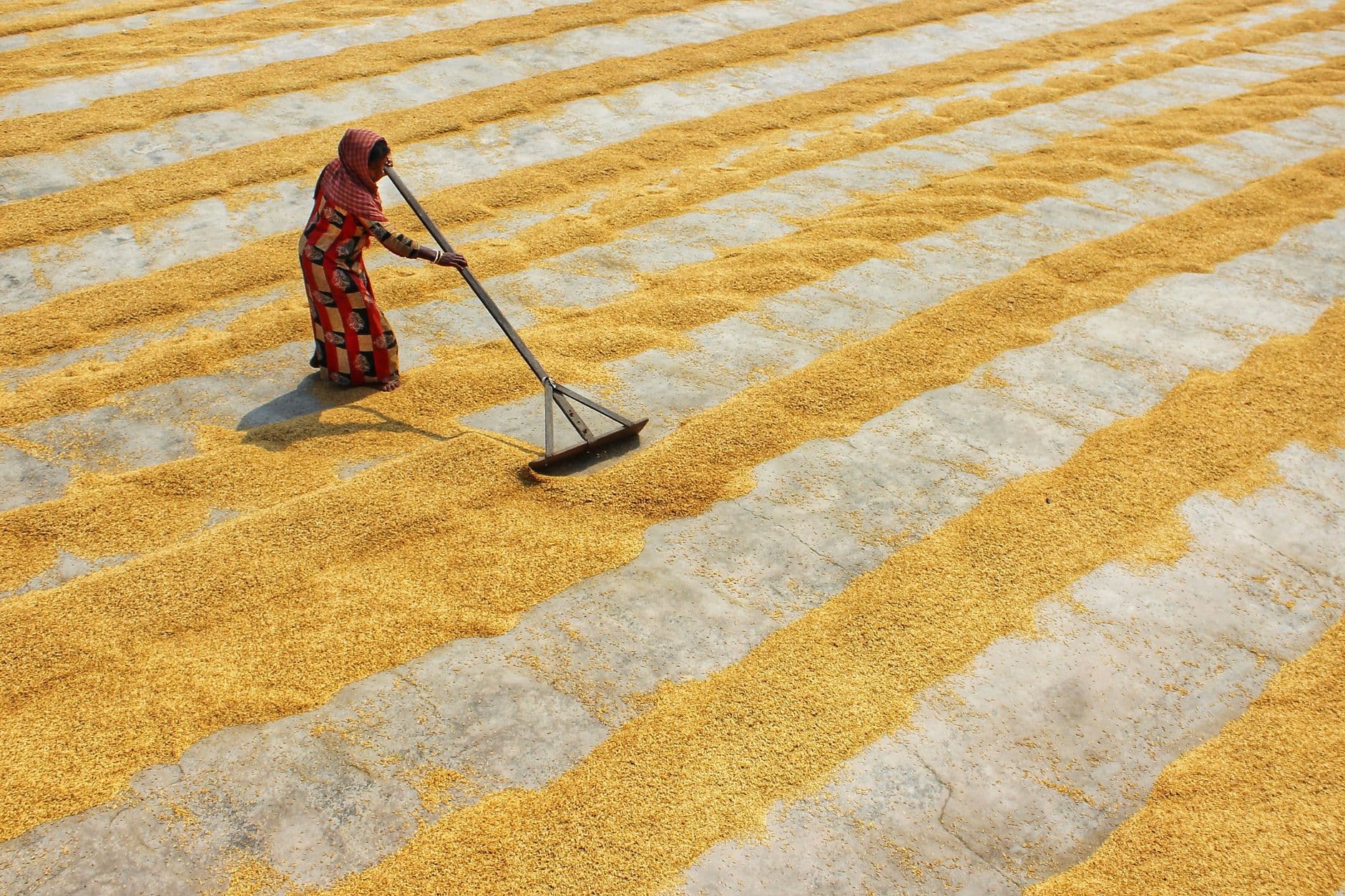 Paddy Cleaner