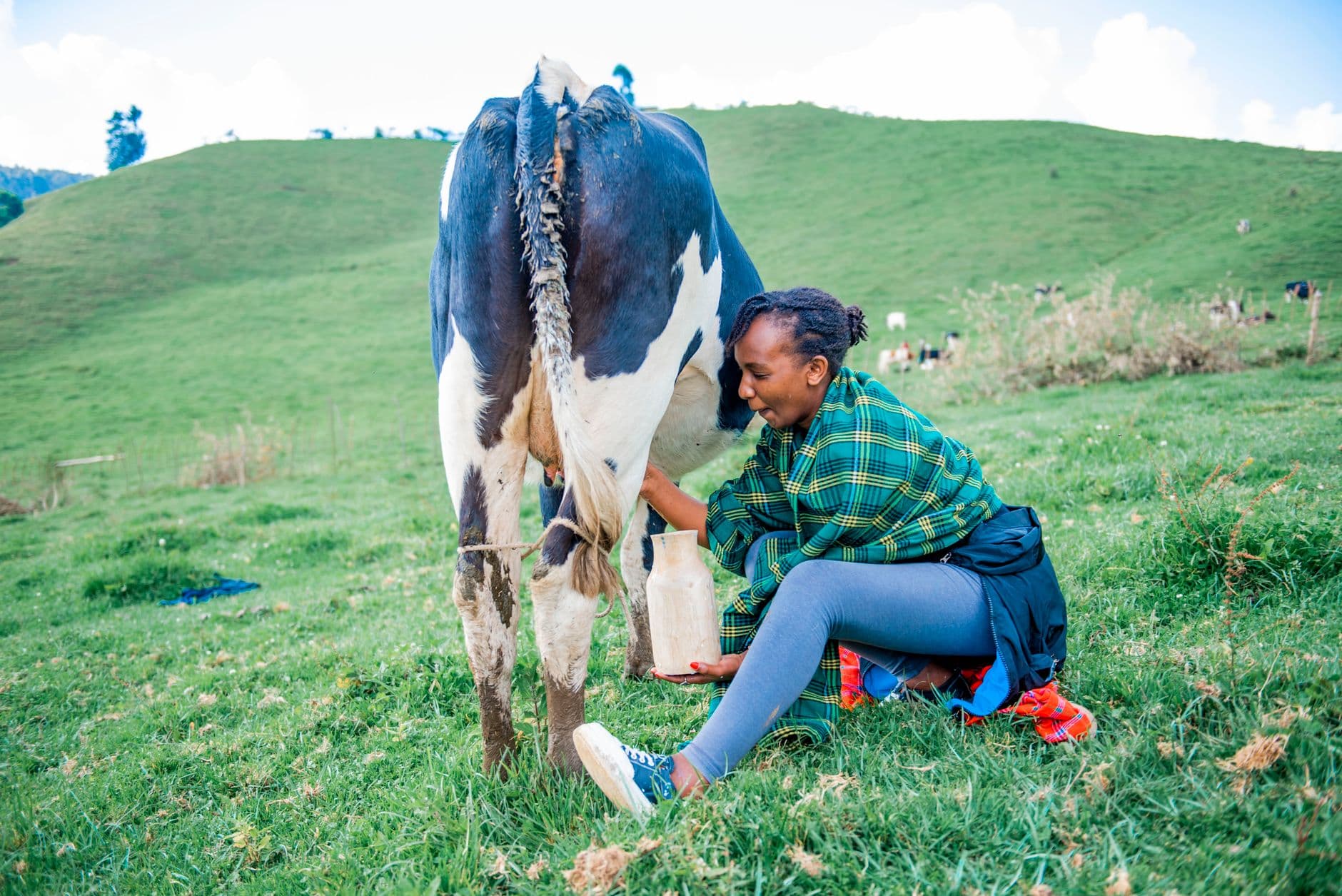 Fresh Cow Milk